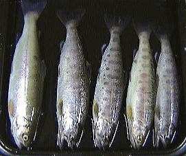 ���������p