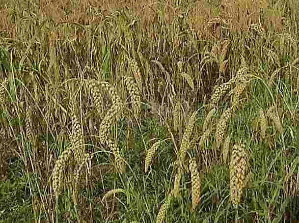 �����Ɏ�������(����j�̕�