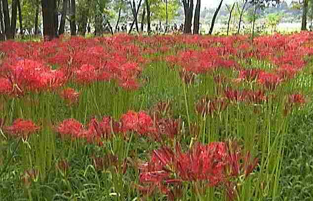 �֎썹�؂̉ԁi�؉A�̌Q���j