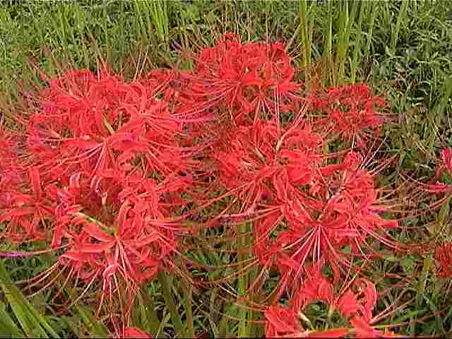 �d���ș֎썹�؂̉ԁi�g��j