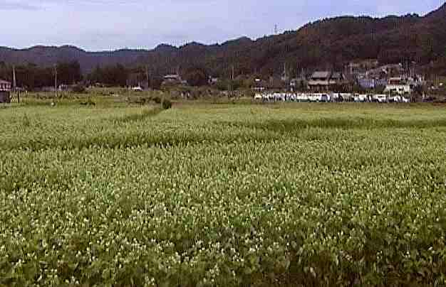 �炫�n�߂������̉ԁi�S�i�j