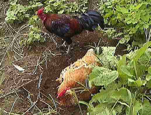 ������ɂȂ��Ă���{����