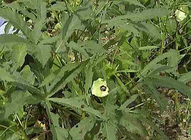 �I�N���̉�