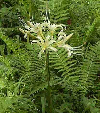 �����������֎썹�؂̉ԁi�g��j