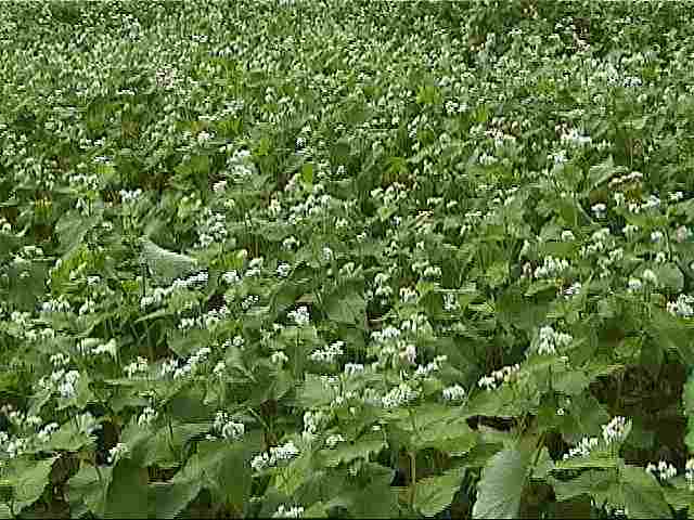 �������ȋ����̉�