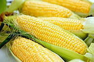 トウモロコシ