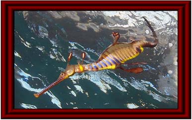 2012年 SEA DRAGON