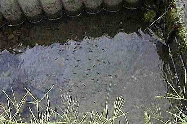 ���H�̃A�����{�E����