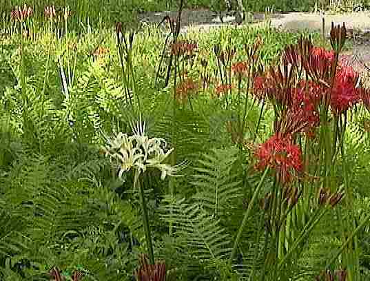 �B��A�݂��������֎썹�؂̉�