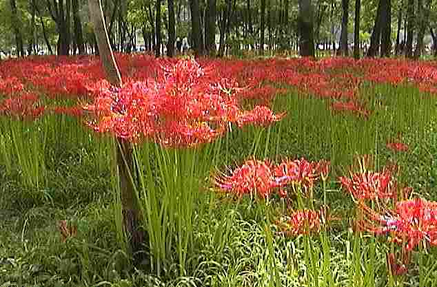 �֎썹�؂̉ԁi�����Ɩ؉A�̔������R���g���X�g�j