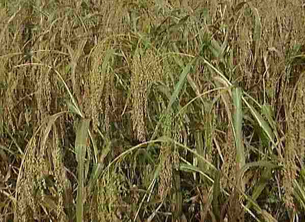 �����Ɏ������o�i���сj�̕�