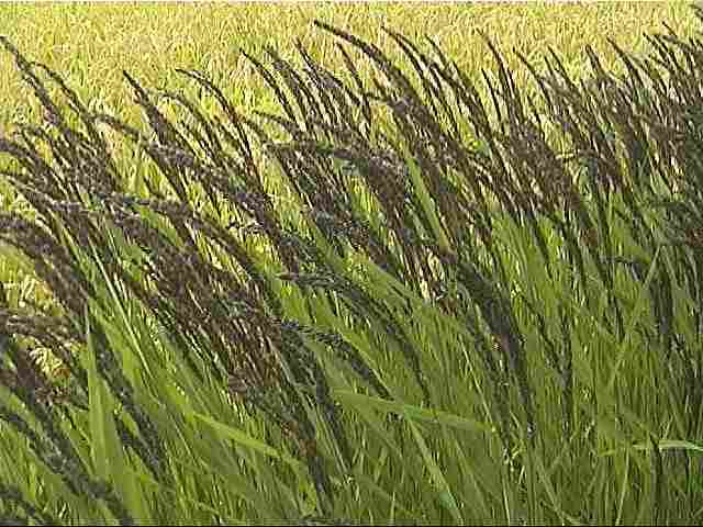 �Ñ�Ă̌����ȕ�