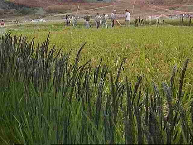 ���Ă̕�ƌÑ�Ă̍�����