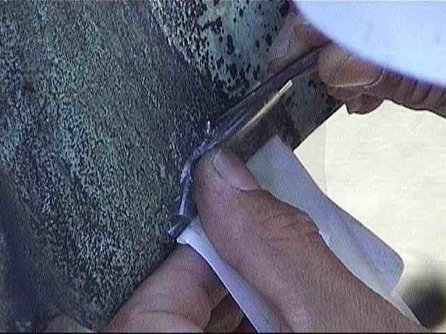 �u�呺�v���Y����ѕ����̕\�w�T���v���̎���