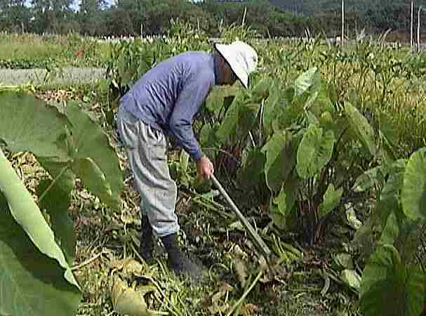 �T�g�C���̎��n�i�_�Ƃ̐l�j