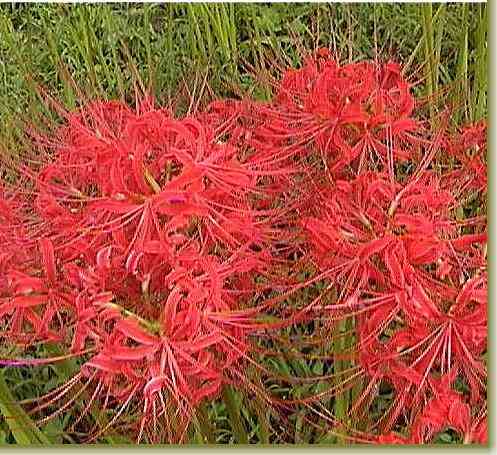 �֎썹�؂̉ԁi�g��jTR-V9�B�e