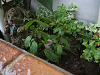 IMG_0748s_thumb.png